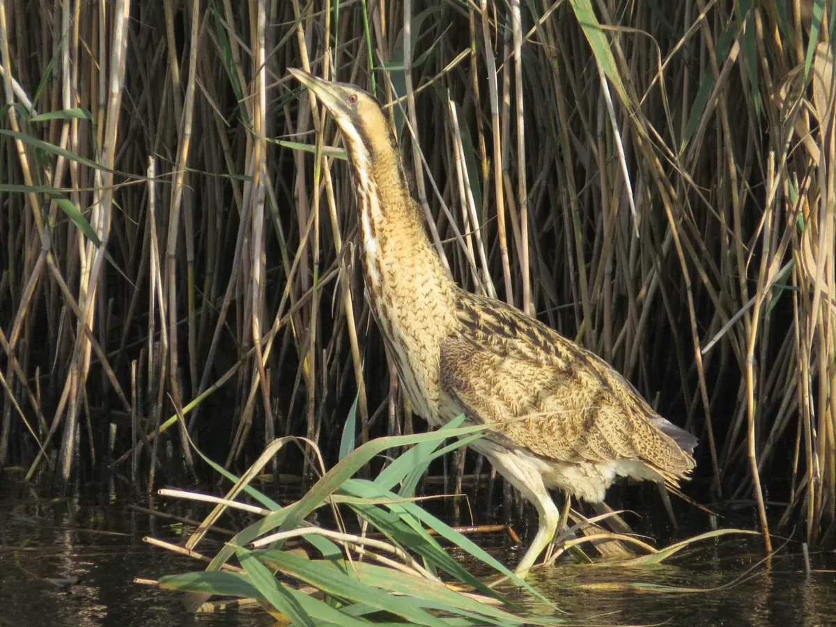 Bitterns breed at Gosforth Nature Reserve for the first time since 1956